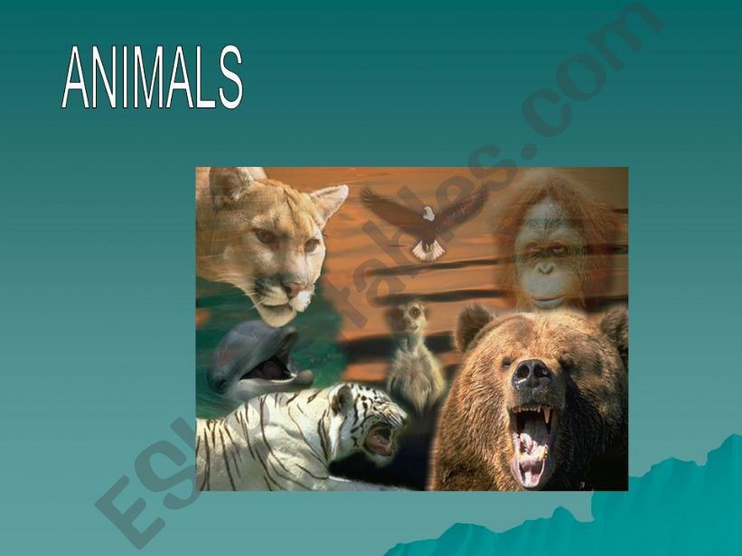 Animals powerpoint