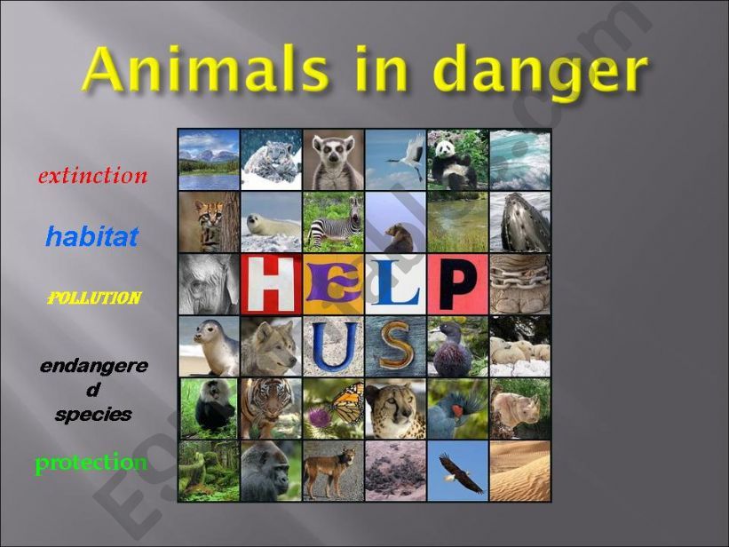 Animals in danger powerpoint