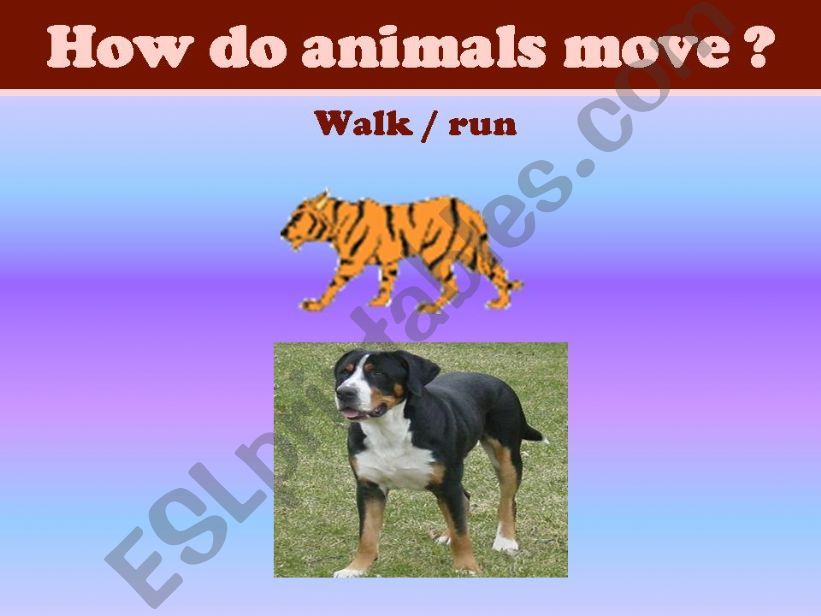 ESL - English PowerPoints: Movement in animals