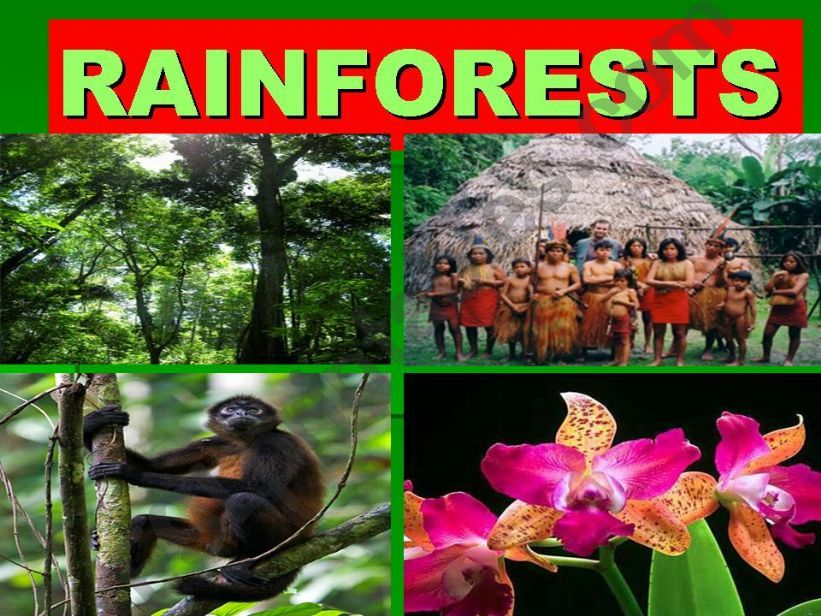 Rainforests powerpoint