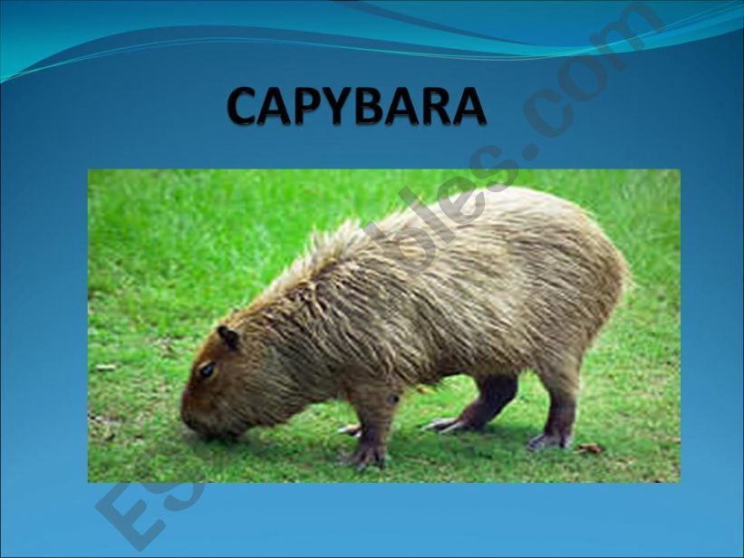 capybara powerpoint