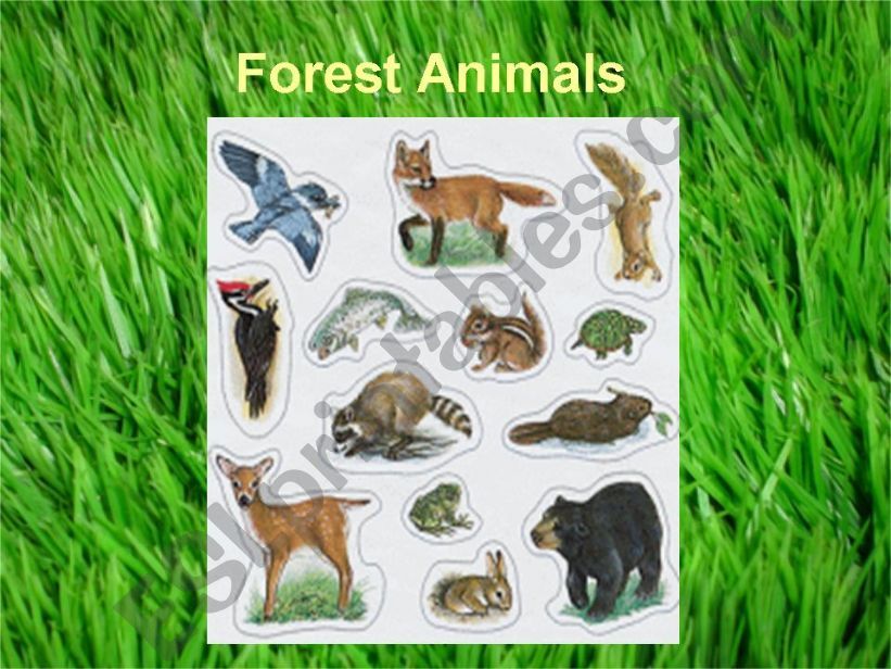 forest animals powerpoint