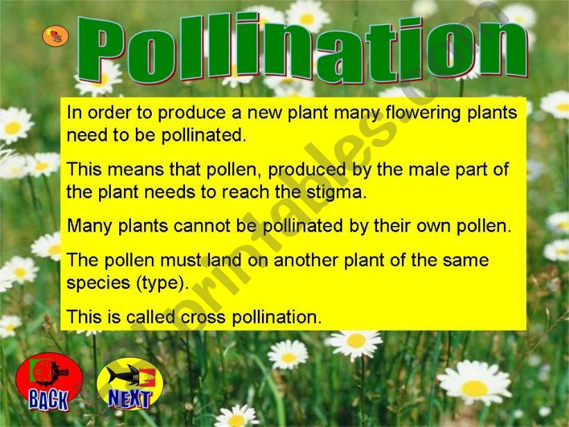 ESL English PowerPoints Pollination