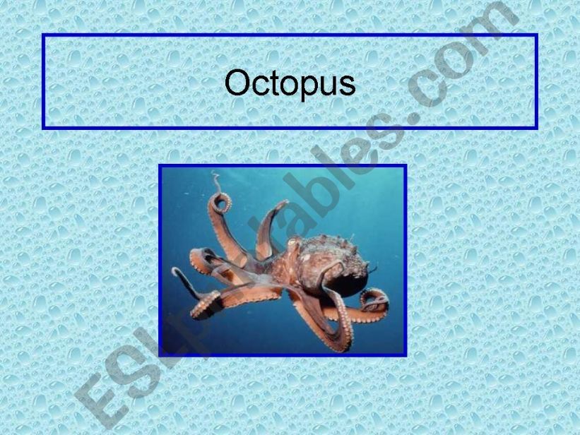 Octopus powerpoint