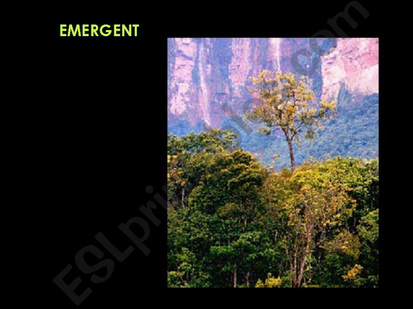 AMAZON RAINFOREST - LAST PART powerpoint