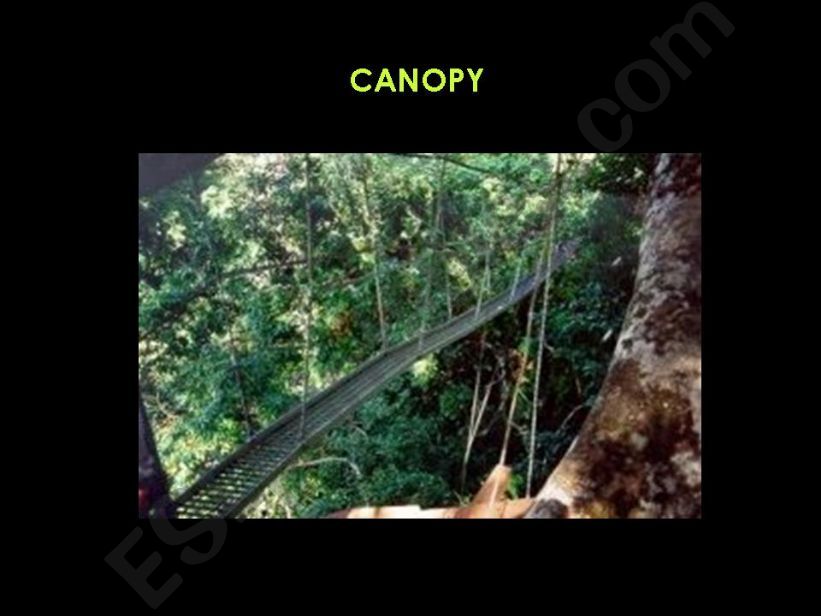 AMAZON RAINFOREST - PART 2 powerpoint