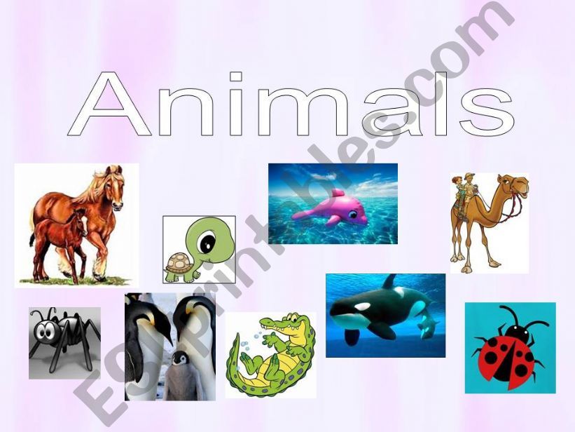 Animals powerpoint