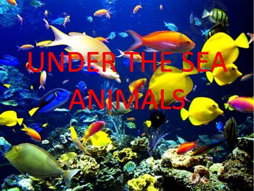 Under the Sea Animals Part 1 of 3