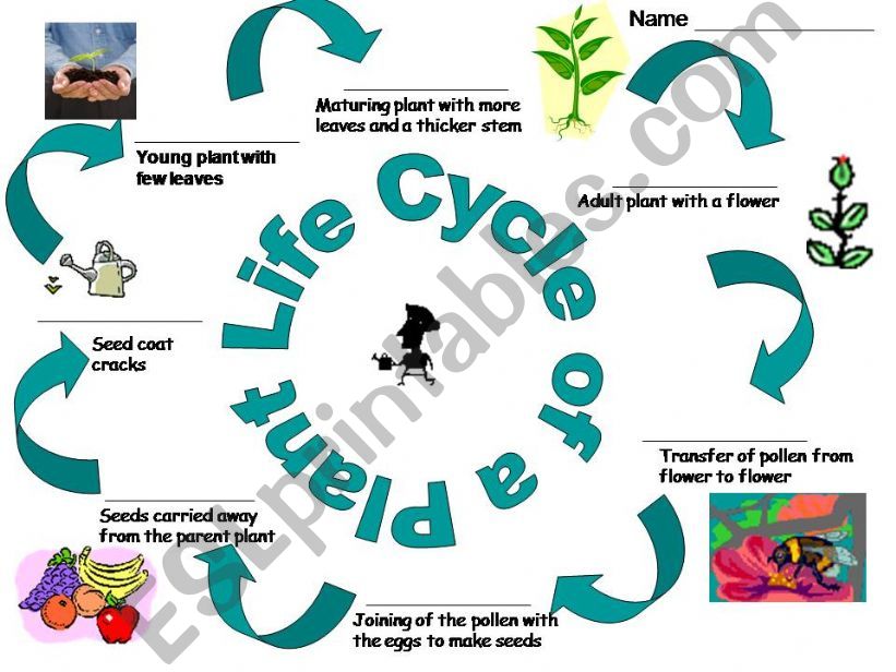 life cycle of a plant powerpoint