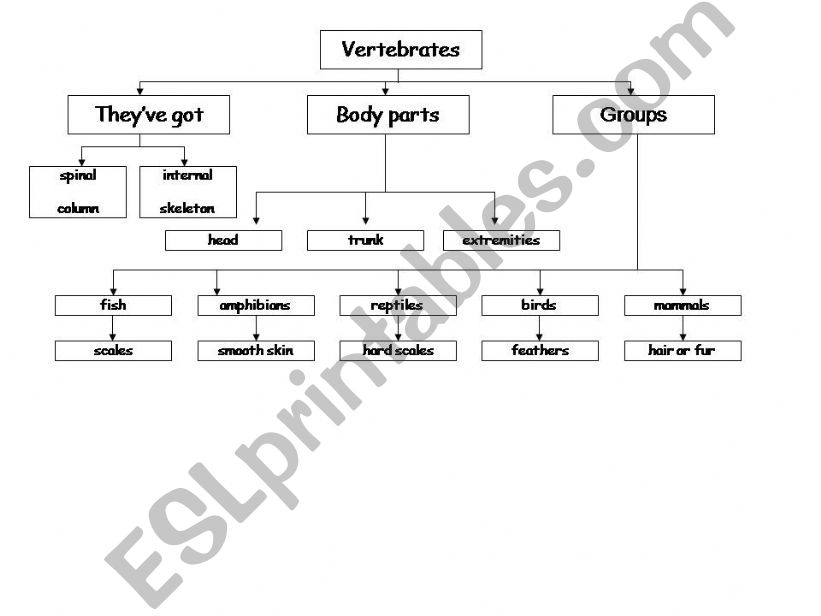 vertebrates mindmaps powerpoint