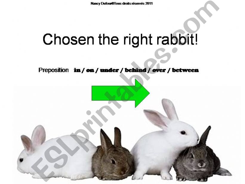 Chosen the right rabbit powerpoint