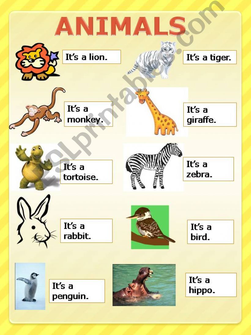 ANIMALS powerpoint