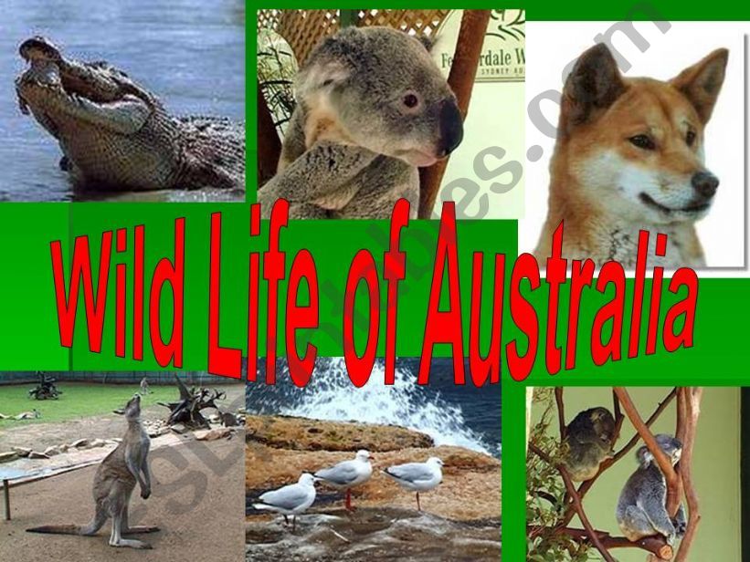 Wild Animals of Australia powerpoint