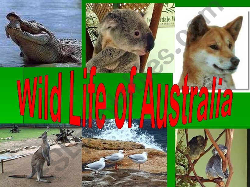 Wild Animals of Australia powerpoint