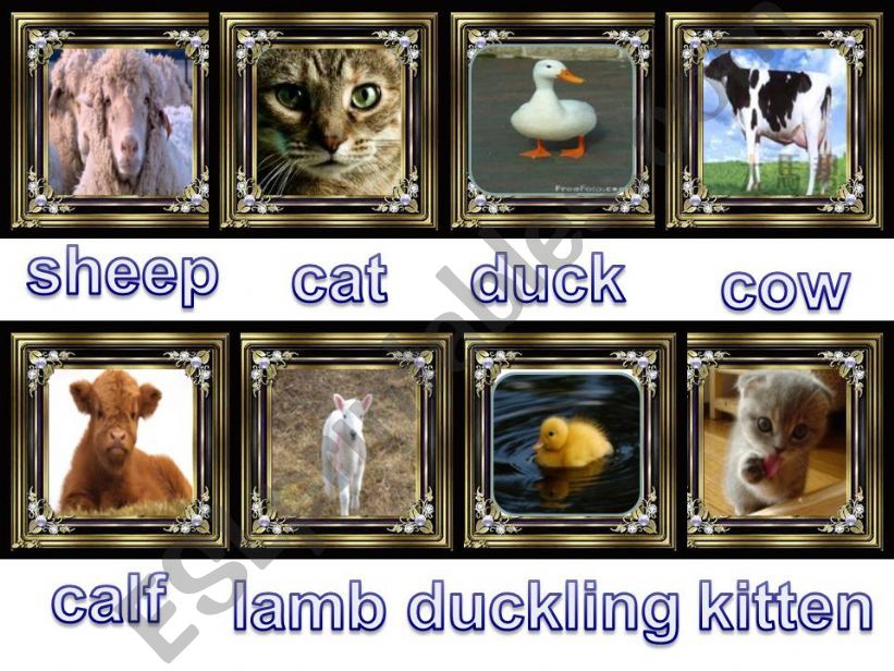 animals powerpoint