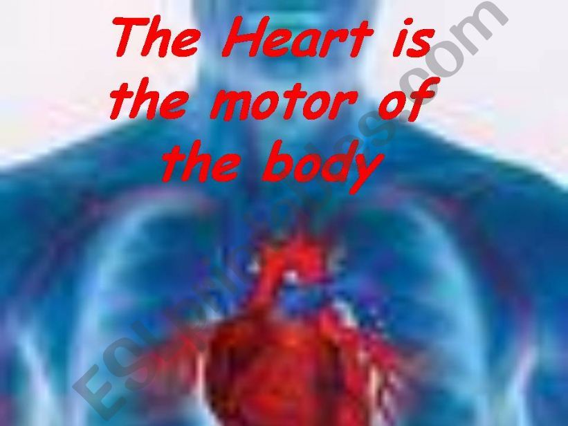 The heart is the motor of the body