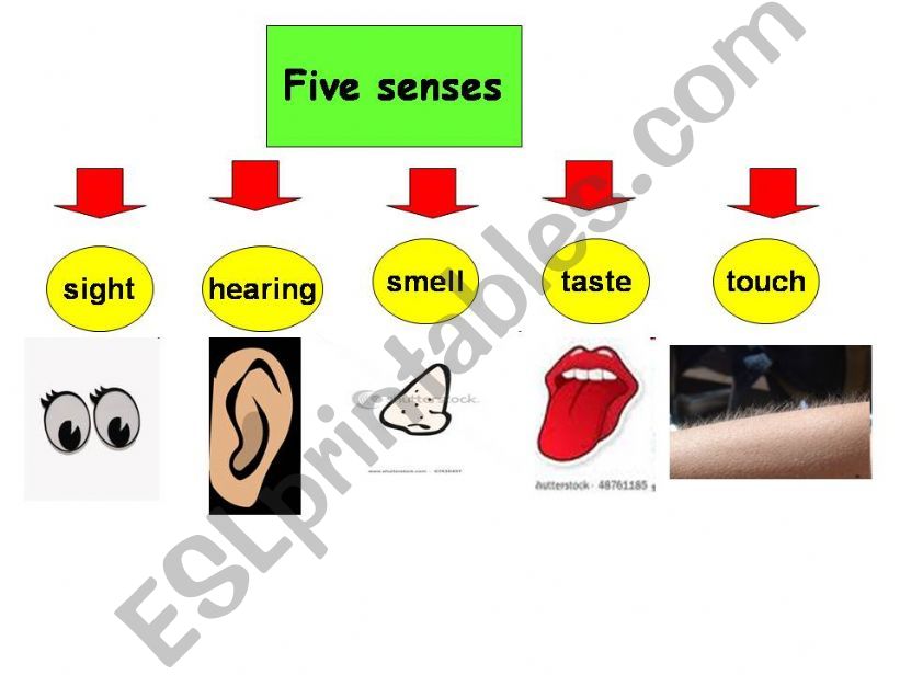 our 5 senses powerpoint
