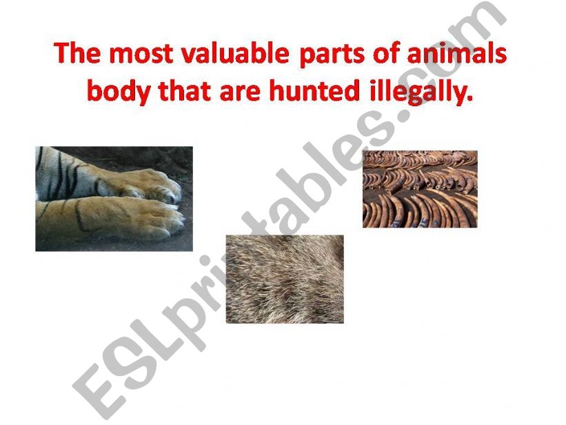 The most valuable parts of animals body, what is made of? What are they used for?