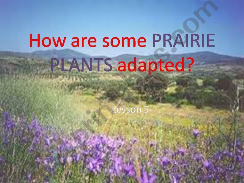 PRAIRE PLANTS  powerpoint