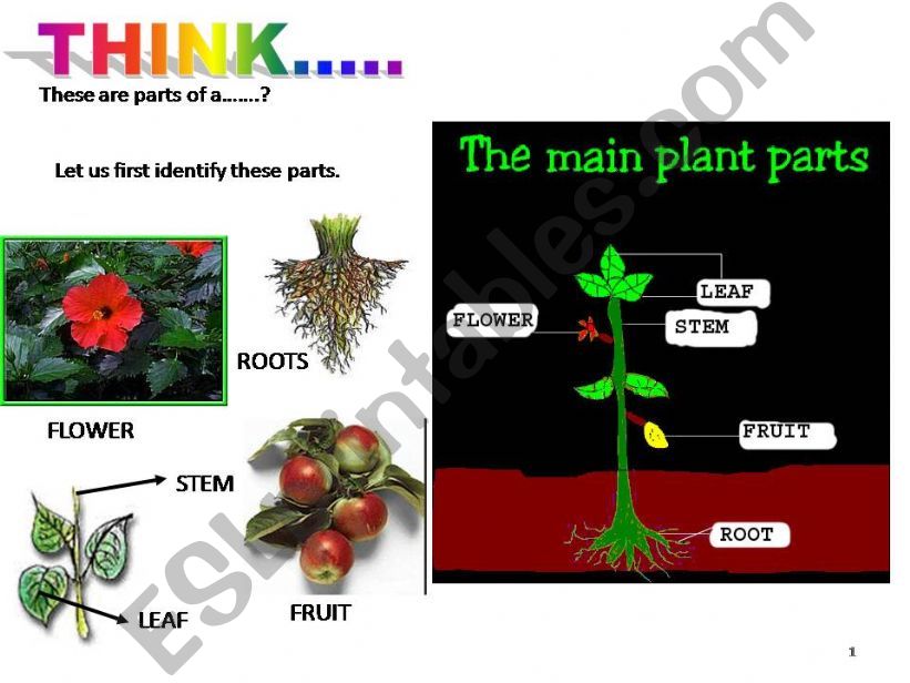 From flower to fruit powerpoint