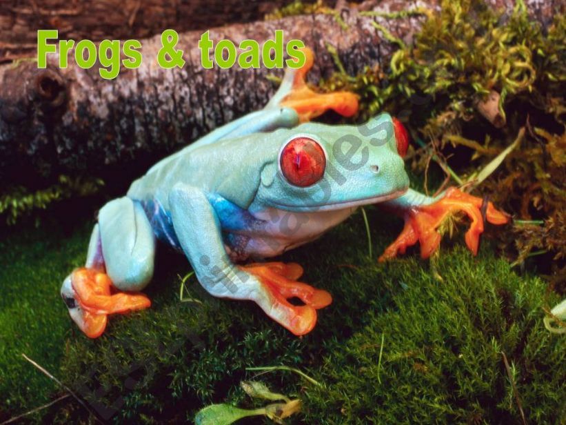Frogs and toads powerpoint