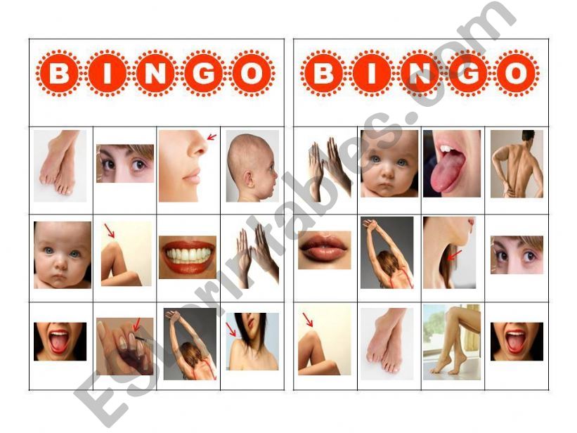 BINGO Body Parts powerpoint