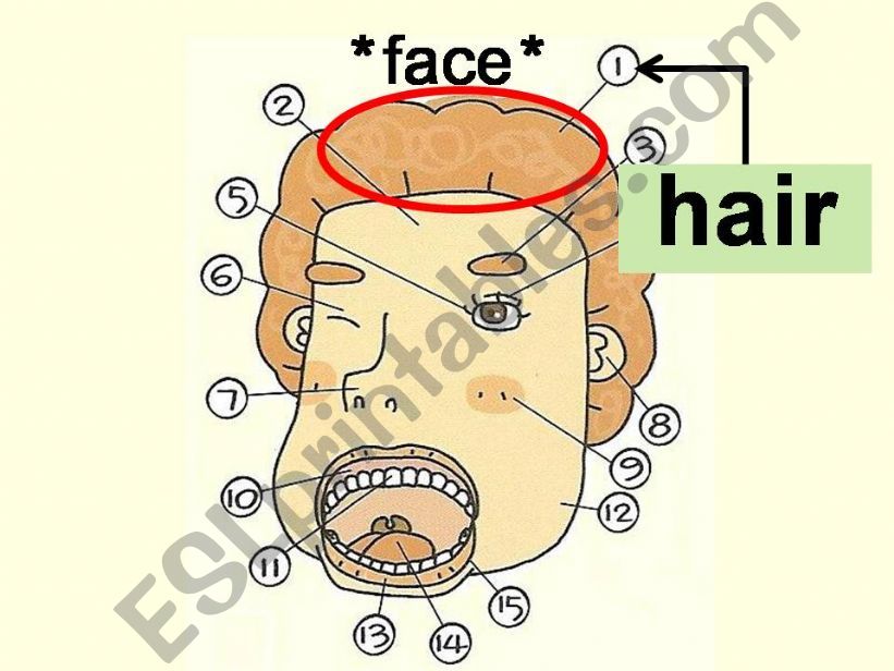 Hairstyle and BodyParts powerpoint