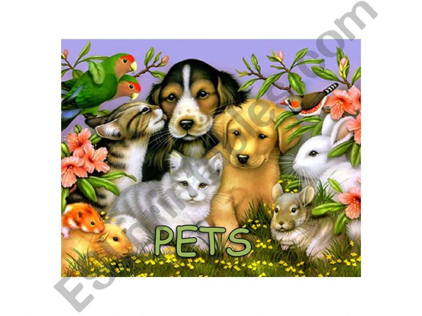 PETS powerpoint