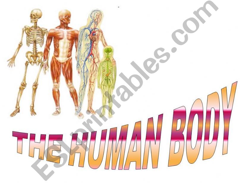 THE HUMAN BODY powerpoint