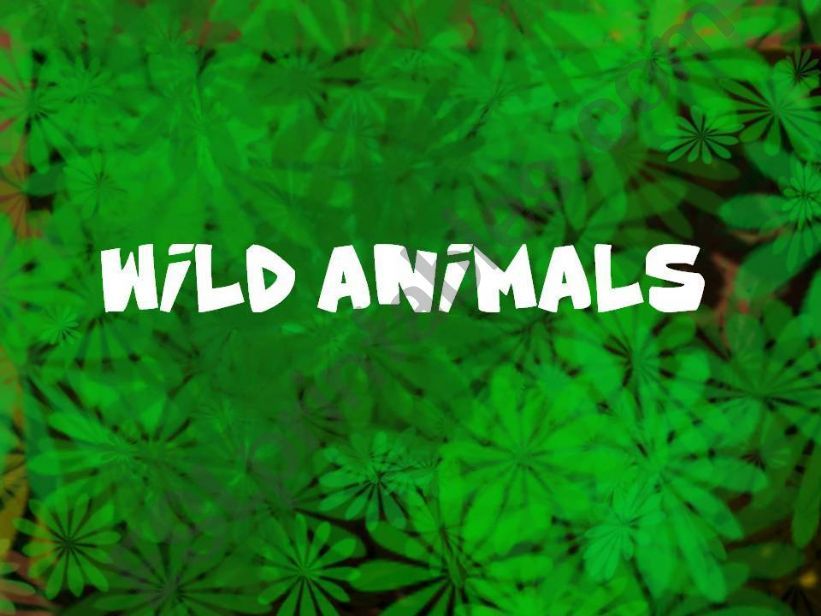 wild animals flash cards powerpoint