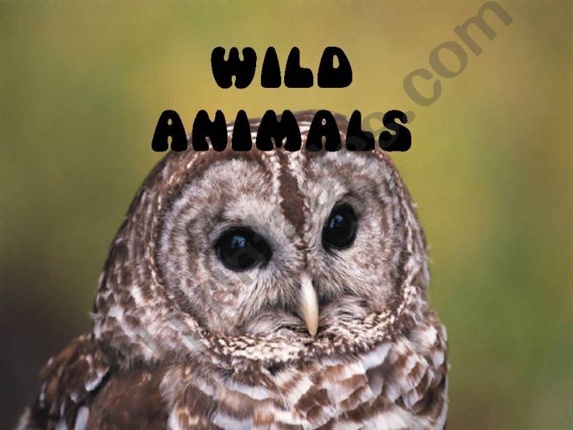 Wild animals birds powerpoint