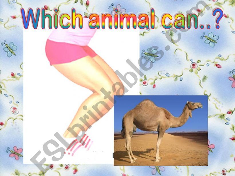 What can these animals do? powerpoint