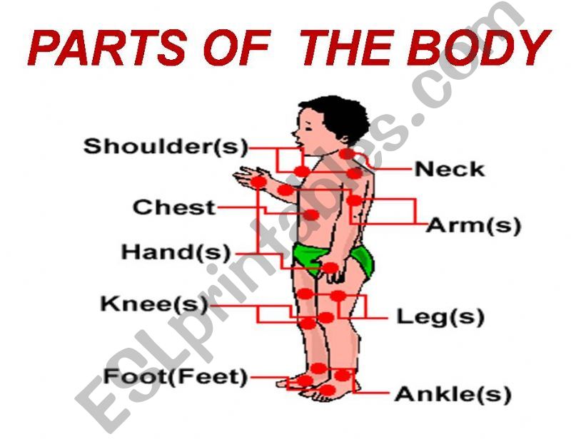 Parts of the Body powerpoint