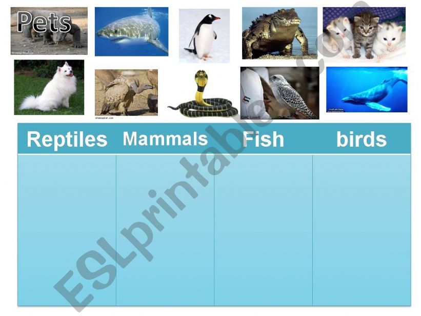 Vocabulary Animals Groups powerpoint