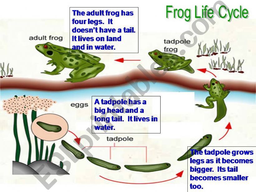 Life Cycle  powerpoint