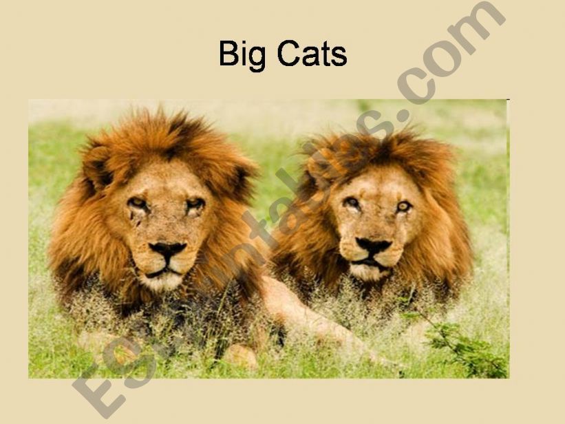 Big cats part1 powerpoint
