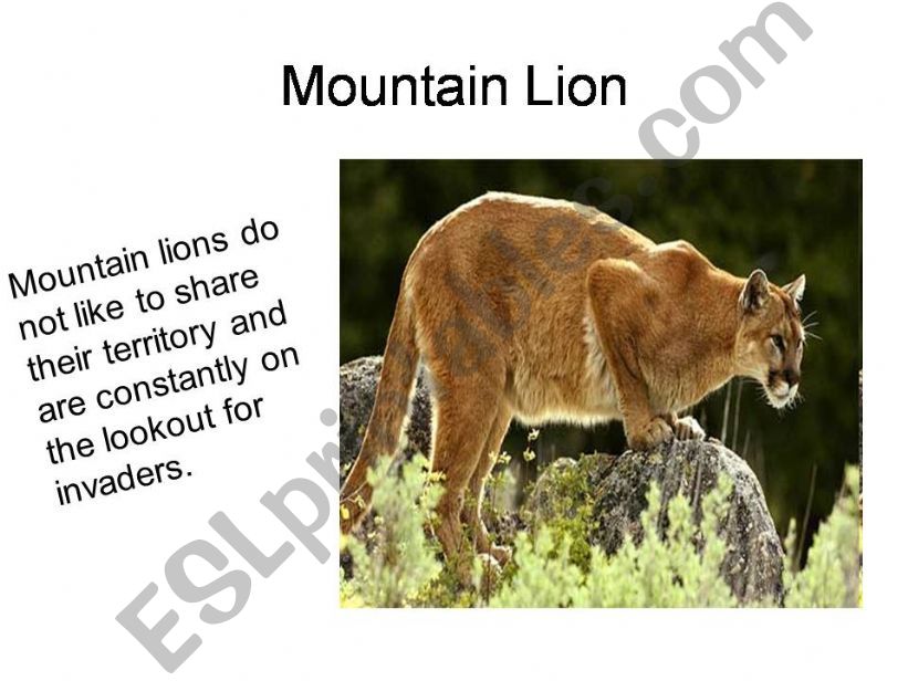 Big cats part2 powerpoint