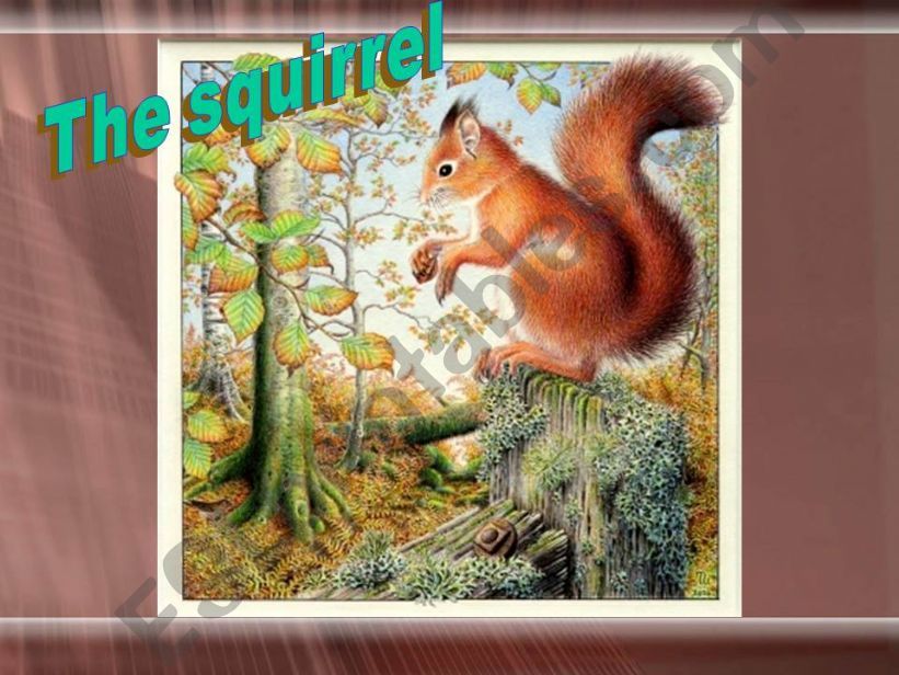 THE SQUIRREL powerpoint