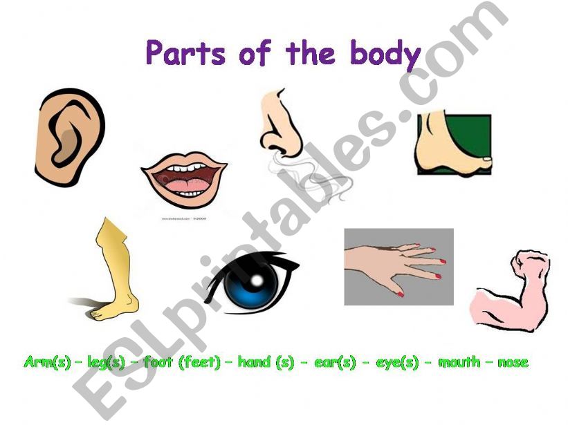 Parts of the body powerpoint