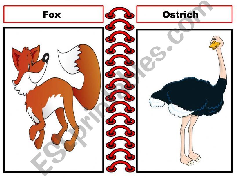 Animals flash card( part.3) powerpoint