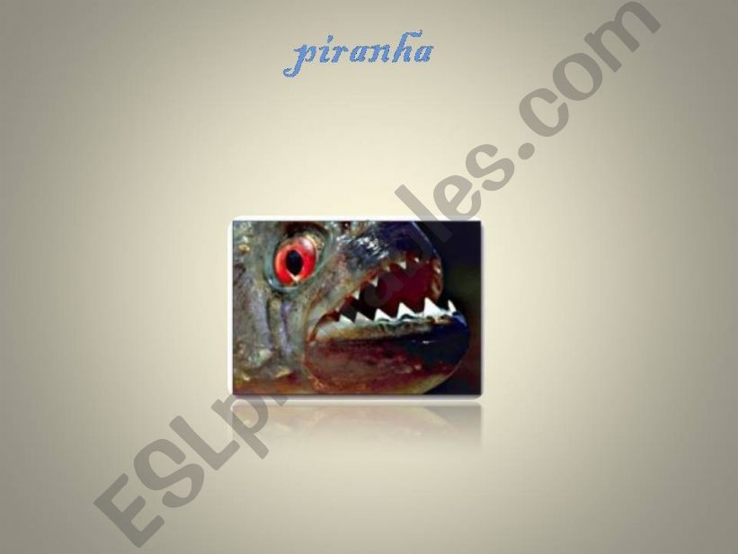 pirranha ( very dangerous fish)