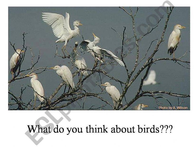 All About Birds powerpoint