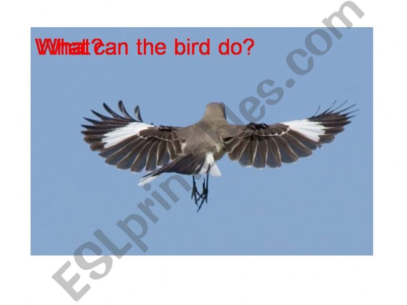 All About Birds 2 powerpoint