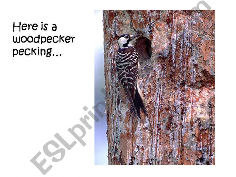 All About Birds powerpoint