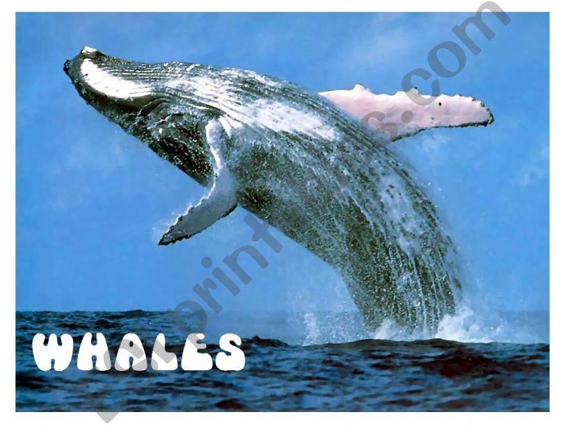 Whales powerpoint