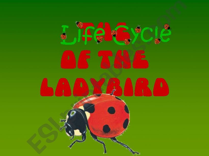 The Lifecycle of the Ladybird powerpoint