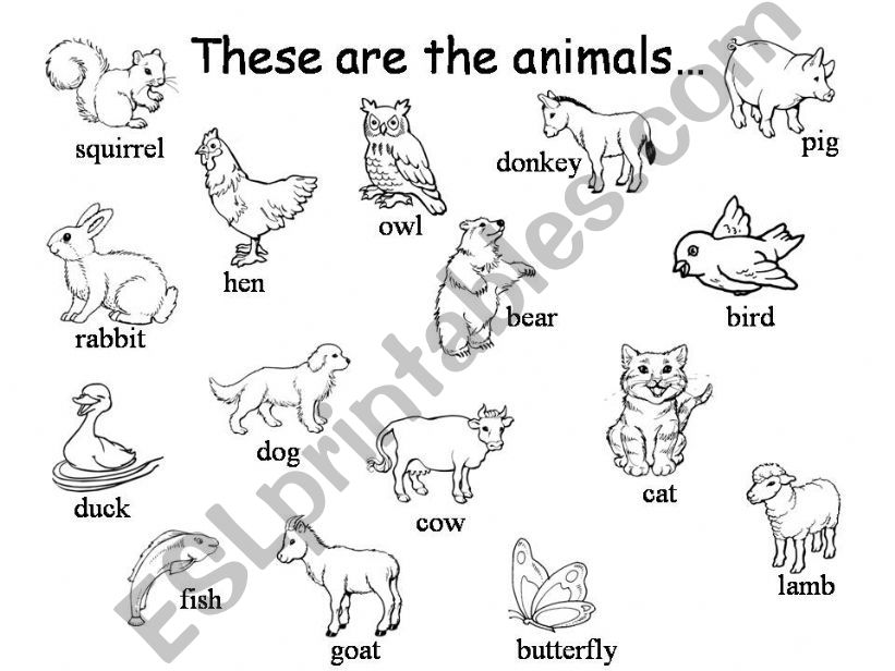 Vocabulary of animals powerpoint