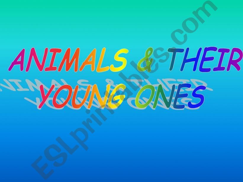 Young animals powerpoint