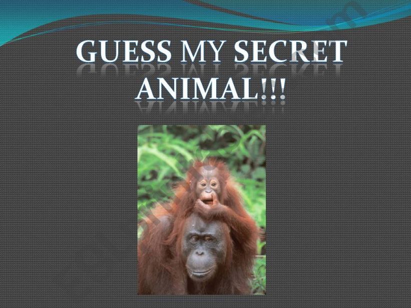 secret animal- shark powerpoint