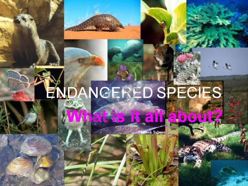 endagered species powerpoint